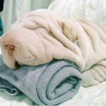 chien et serviette