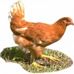 poule